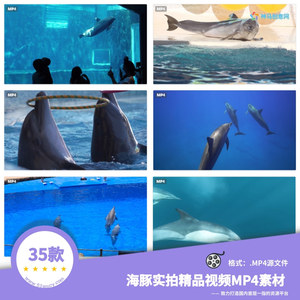 35款海豚实拍精品视频MP4源素材