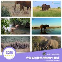 32款大象实拍精品视频MP4源素材
