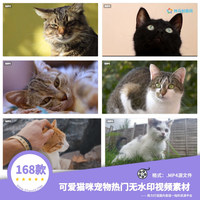 168款可爱猫咪宠物热门无水印视频素材自媒体短视频mp4素材