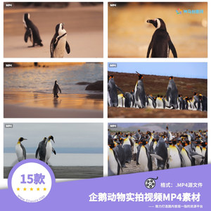 15款企鹅动物实拍精品视频MP4源素材