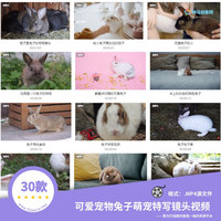 30款可爱宠物兔子萌宠特写镜头自媒体超清无水印视频素材