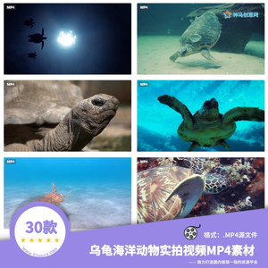 30款乌龟海海龟洋动物实拍精选视频MP4源素材